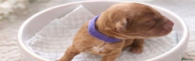 Red girl with a patch of white on her chest and a diamond patch on her head with a purple collar