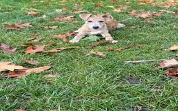 Mixed Breed dogs for sale: Deerhound greyhound collie puppies  - Image 6