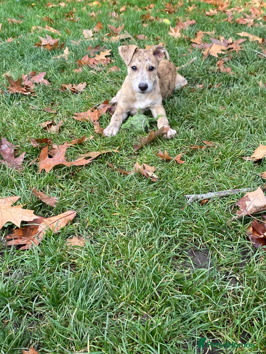 Mixed Breed dogs for sale: Deerhound greyhound collie puppies  - Image 6