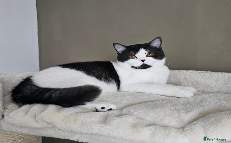 British Shorthair cats in Biggleswade - Advert 9
