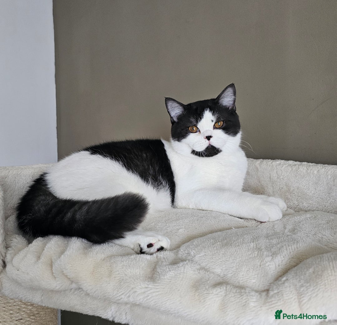 British Shorthair cats for sale: ✨SUPER CUDDLY BOY ✨ Total lap cat ✨ Rare colour ✨ in Biggleswade - Image 1