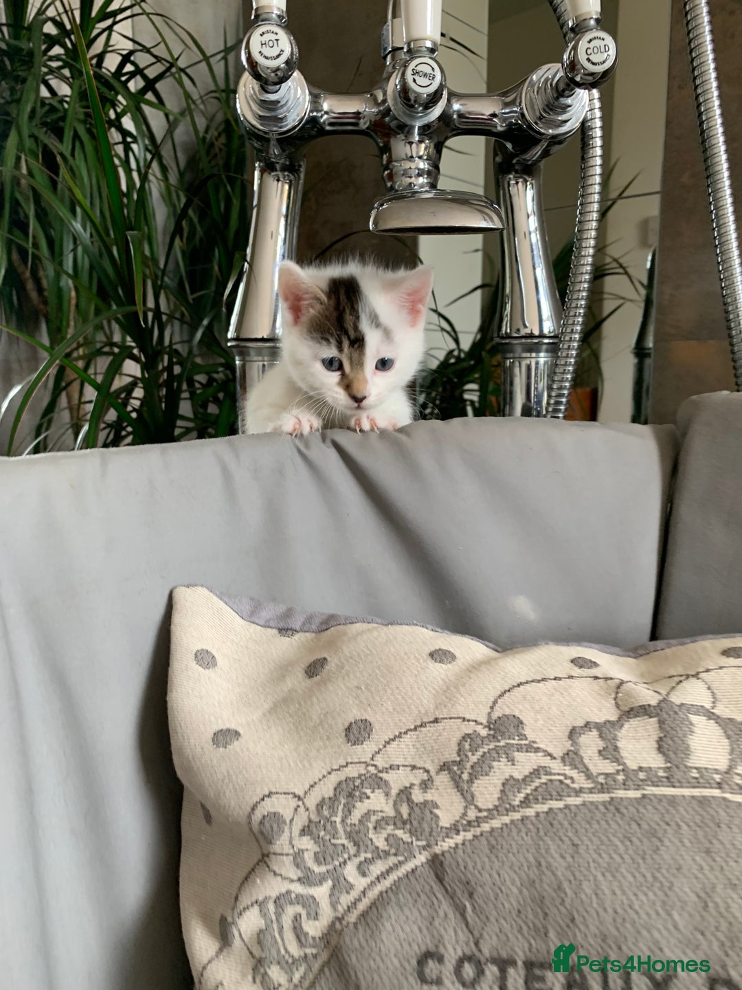 British Shorthair cats for sale: Gorgeous Kittens  - Image 3