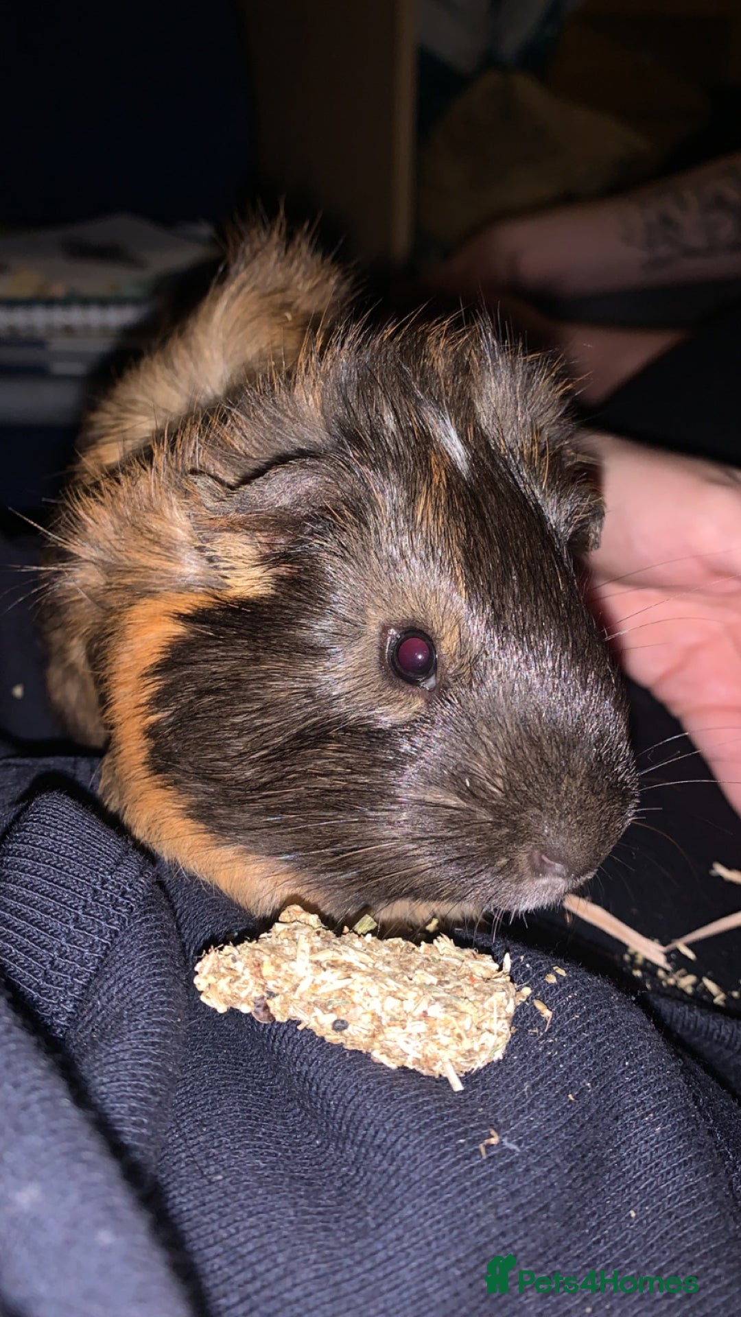 Guinea Pig rodents for sale: 3 Male Guinea Pigs - Advert 6