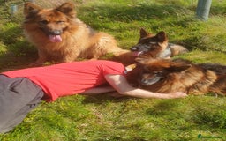German Shepherd dogs for sale: German shepherd pups for sale  - Image 23