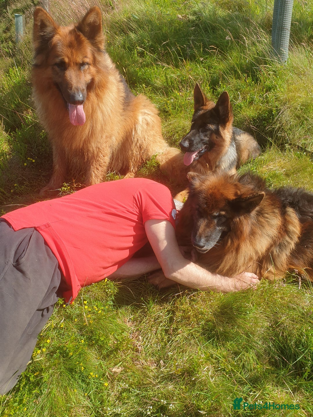 German Shepherd dogs for sale: German shepherd pups for sale  - Image 23