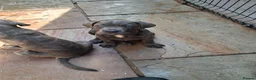 Cane Corso dogs for sale: ICCF Registered 🧬🏆 Cane Corso pups. - Advert 6