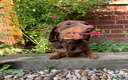 Miniature Dachshund dogs for sale: Miniature daschund 4 year old bitch  - Image 2