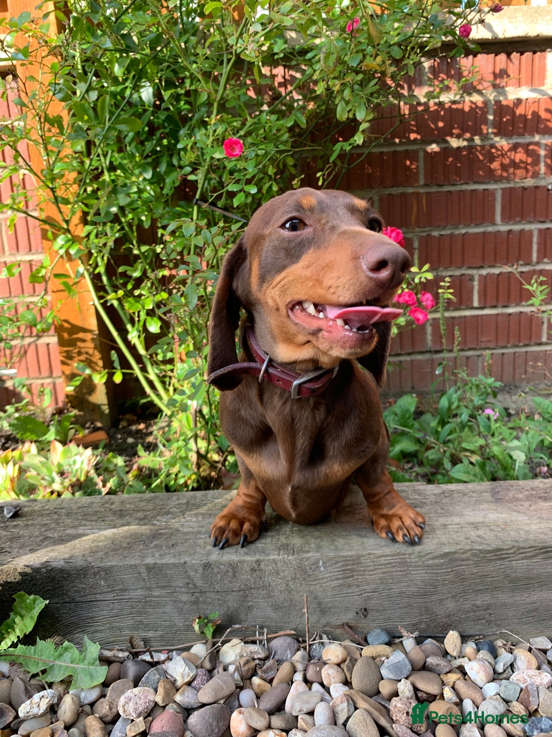 Miniature Dachshund dogs for sale: Miniature daschund 4 year old bitch  - Image 2