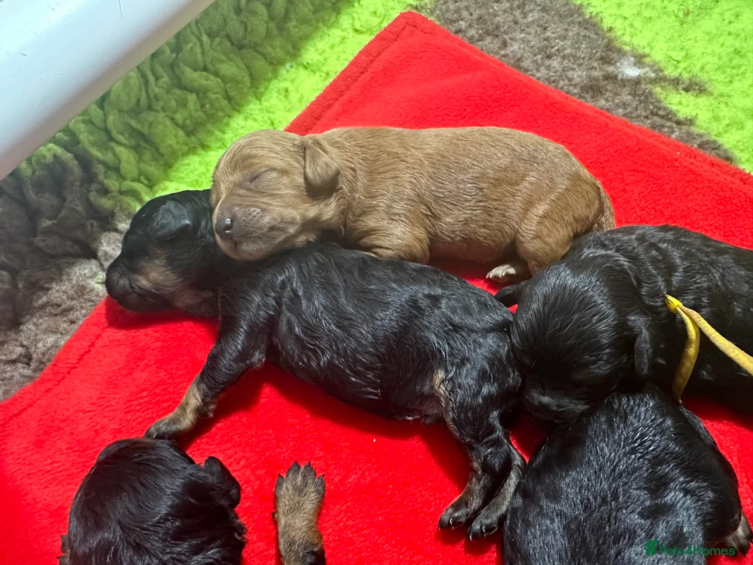 Toy Poodle dogs for stud: *Proven* KC registered Toy Poodle - petite boy in Bolton - Advert 10