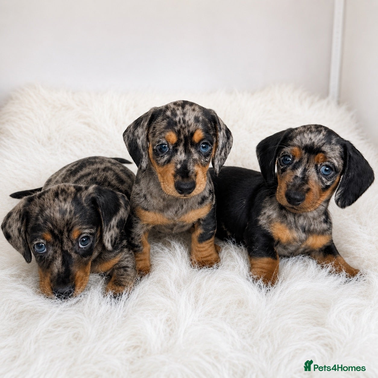 Miniature Dachshund dogs Mini dachshund pupies KC reg DNA tested parents - Advert 1