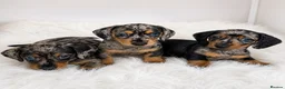 Miniature Dachshund dogs for sale: Mini dachshund pupies KC reg DNA tested parents - Advert 2