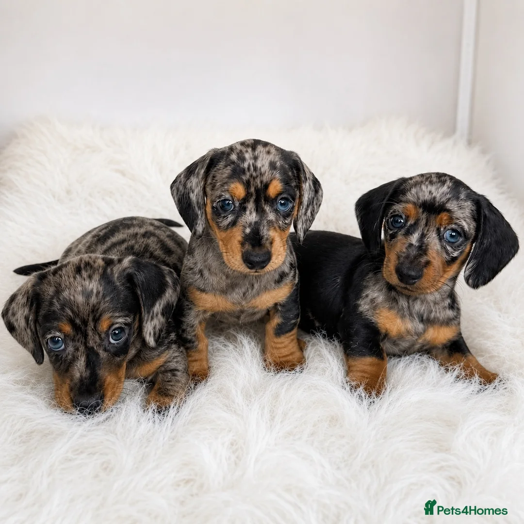 Miniature Dachshund dogs for sale: Mini dachshund pupies KC reg DNA tested parents - Advert 2