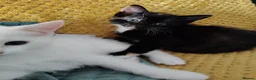 European cats for sale: Adorable Kittens - Advert 9
