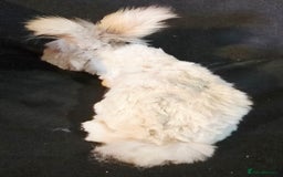 Angora rabbits for sale: Poor little man... - Image 13