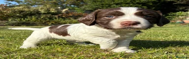 Sprocker Puppy 6