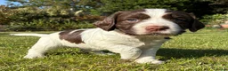Sprocker dogs for sale: Sprocker Puppies - Advert 16