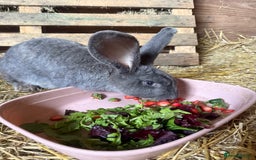 British Giant rabbits for sale: Giant rabbits  - Image 7