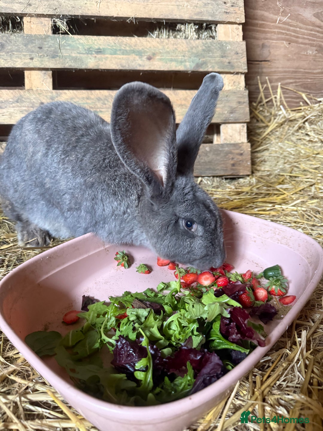 British Giant rabbits for sale: Giant rabbits  - Image 7