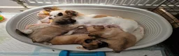Chihuahua dogs for sale: Chihuahua puppy's  - Advert 38