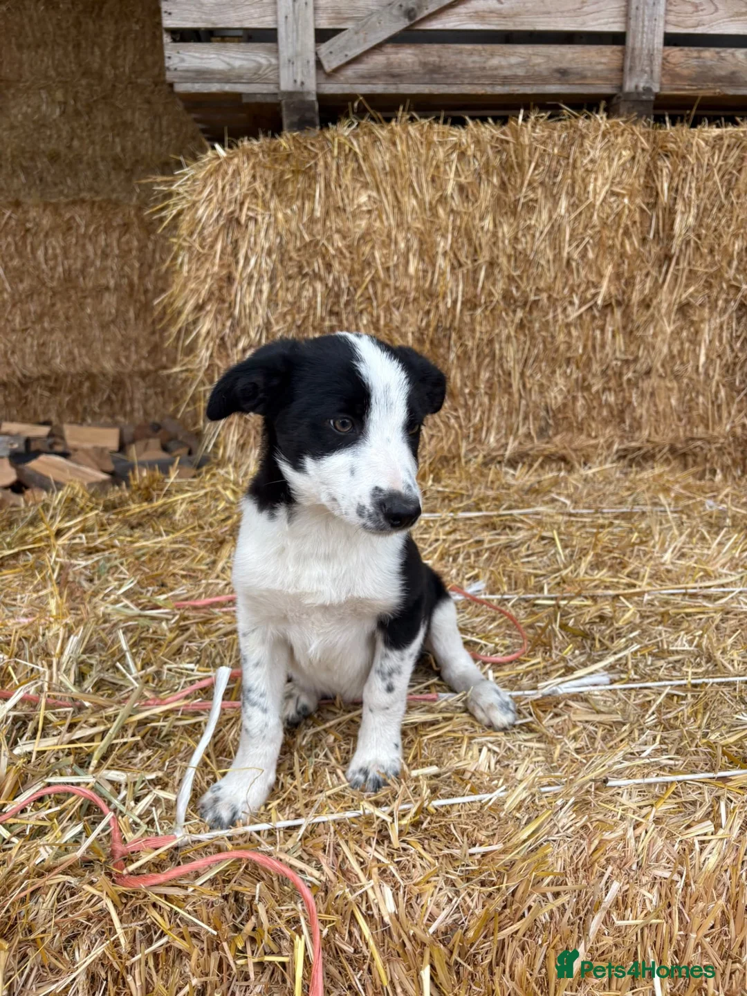 Border Collie dogs for sale: 3 Border Collie Puppies  - Advert 2