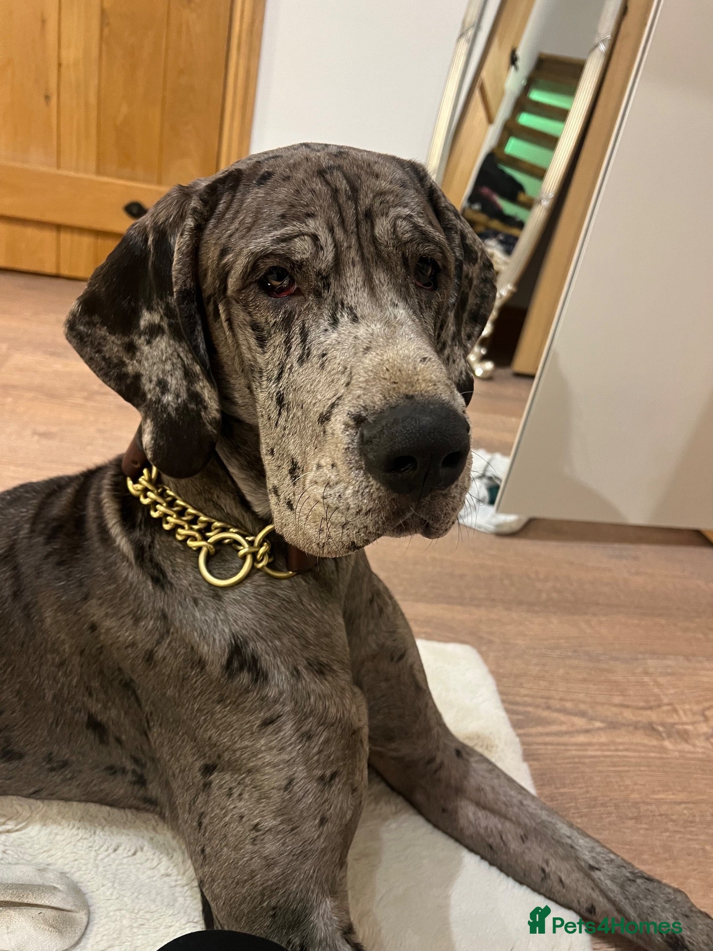 Great Dane dogs WINNIE THE GREAT DANE  - Advert 1
