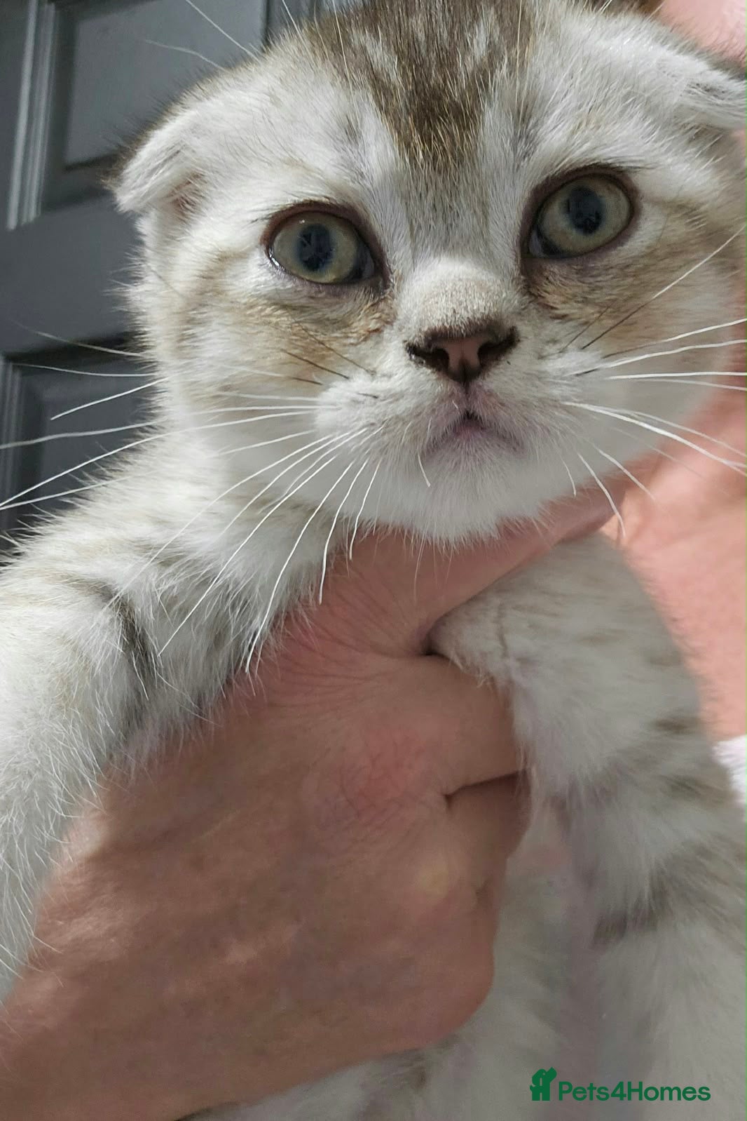 Mixed Breed cats READY NOW SCOTTISH FOLD X BRITISH SHORTHAIR - Advert 2