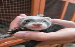 Ferret rodents for sale: Cute pet ferrets - Image 7