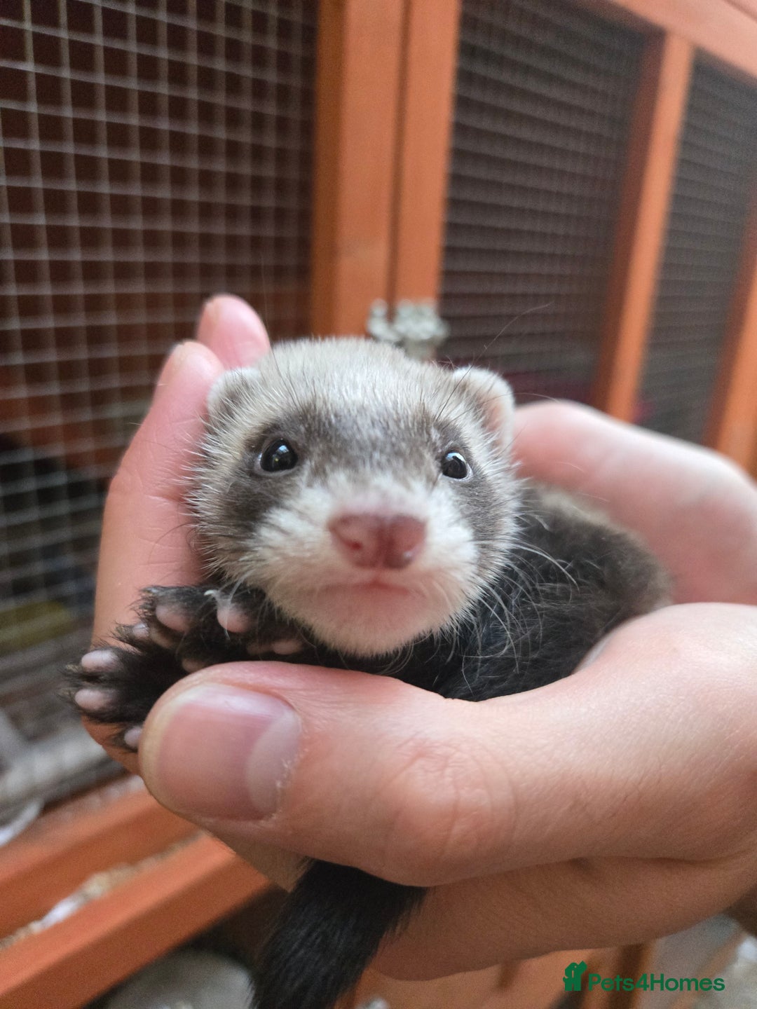 Ferret rodents for sale: Cute pet ferrets - Image 7