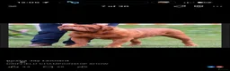 Dogue De Bordeaux dogs for sale: UK CHAMPION SIRED PUPPIES DUE SOON  - Advert 8