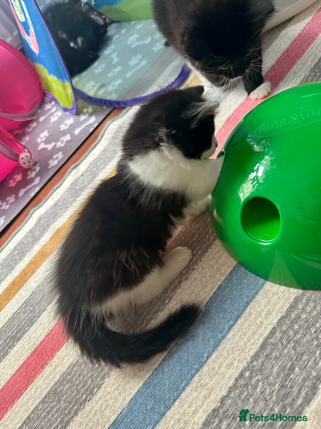 Mixed Breed cats for sale: 4 Beautiful Fluffy Kittens 3males & 1female 😻 - Image 9