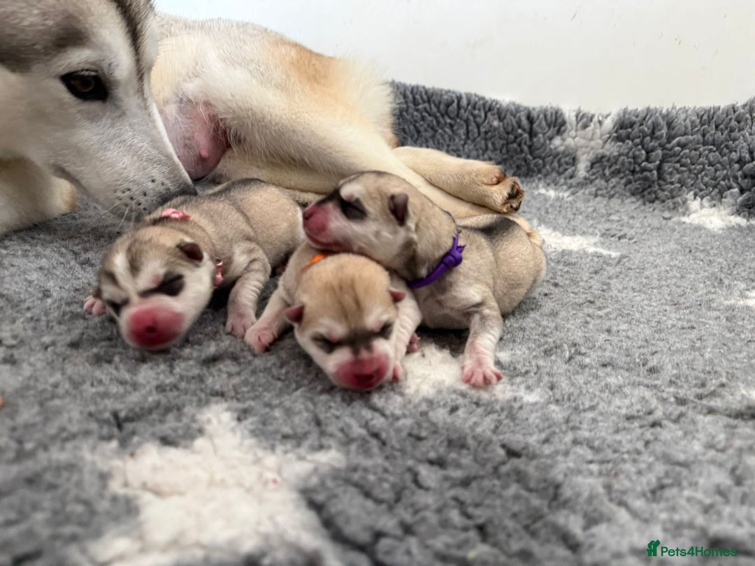 Siberian Husky dogs for sale: ✨ Exceptional Pedigree Siberian Husky Puppies ✨ - Advert 2