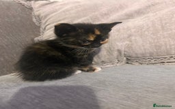 British Shorthair cats for sale: British short hair x toriti  - Image 2