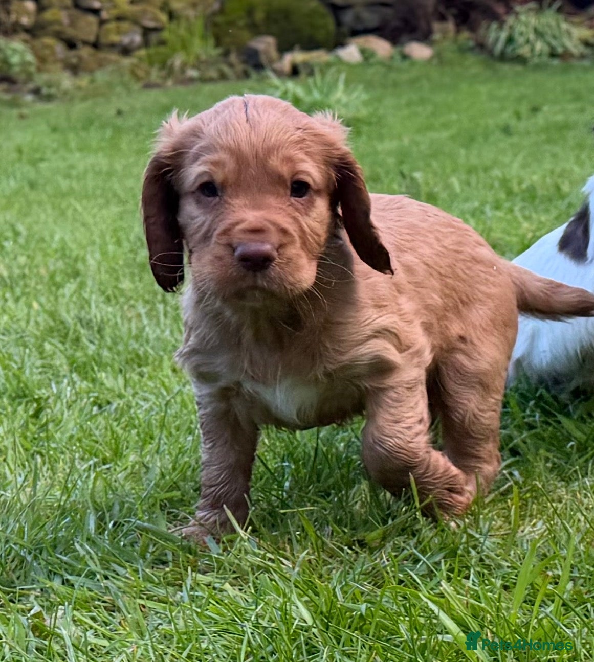 Cocker Spaniel dogs Working cocker spaniel puppies - Advert 4