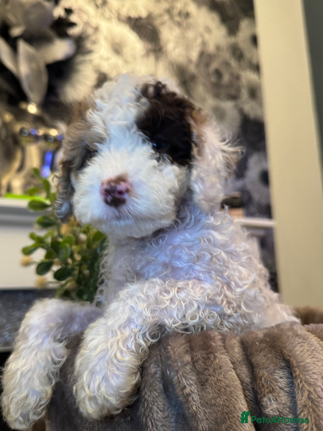 Cockapoo dogs for sale: Miniature Cockapoo Multi Generation  in Darwen - Image 10