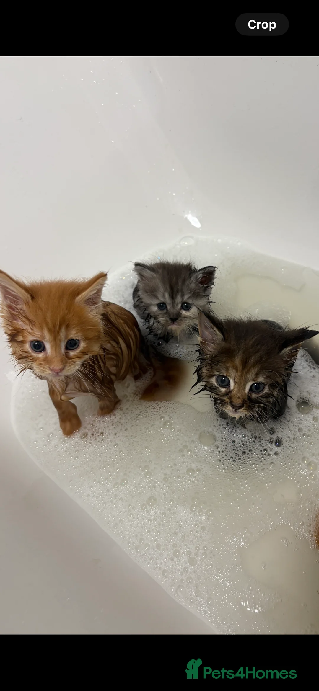 Maine Coon cats for sale: TICA registered Maine coon kittens - Advert 2