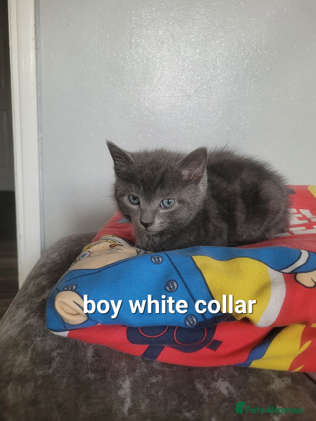 Mixed Breed cats for sale: Beauitful kittens looking for there forever home - Image 2