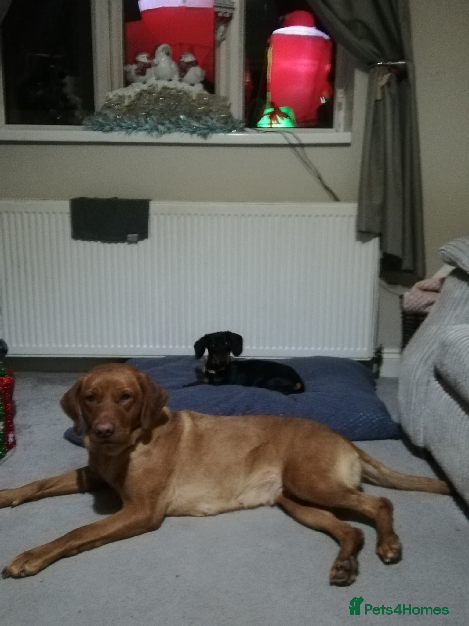 Dachshund dogs for sale: Female in Doncaster - Advert 4