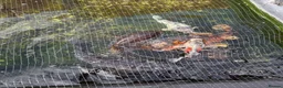 Koi Carp fish for sale: Mixture of 8 Carp Fish in Birmingham - Advert 1