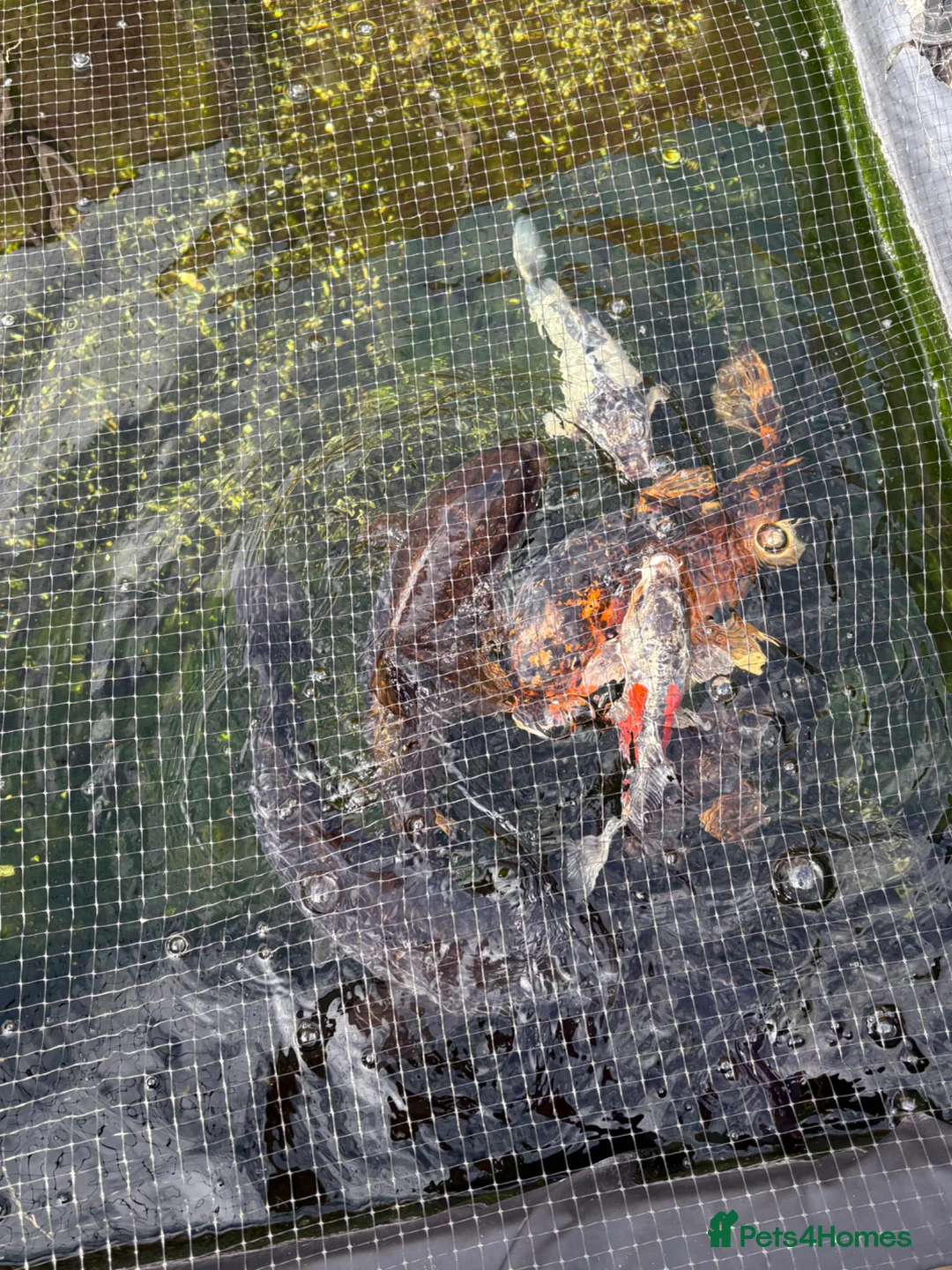 Koi Carp fish for sale: Mixture of 8 Carp Fish in Birmingham - Advert 1