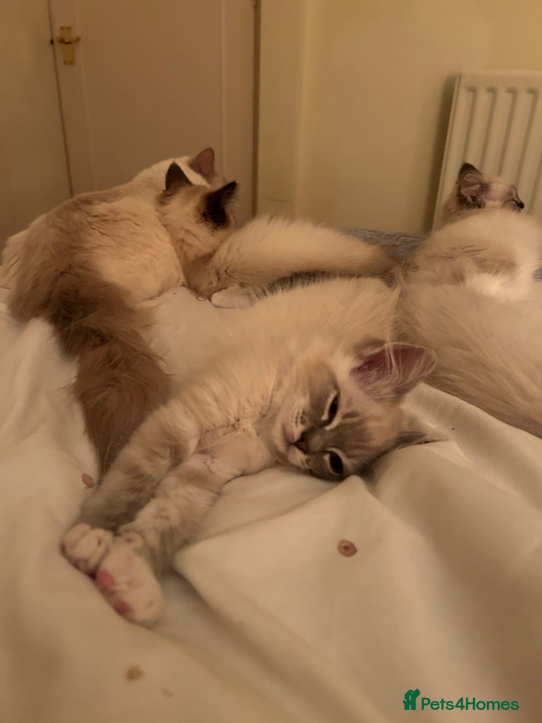 Ragdoll cats for sale: Pedigree Blue & Seal Ragdoll kittens in Oswestry - Image 2