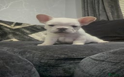 French Bulldog dogs for sale: High Quality French Bulldog Puppies  - Image 33