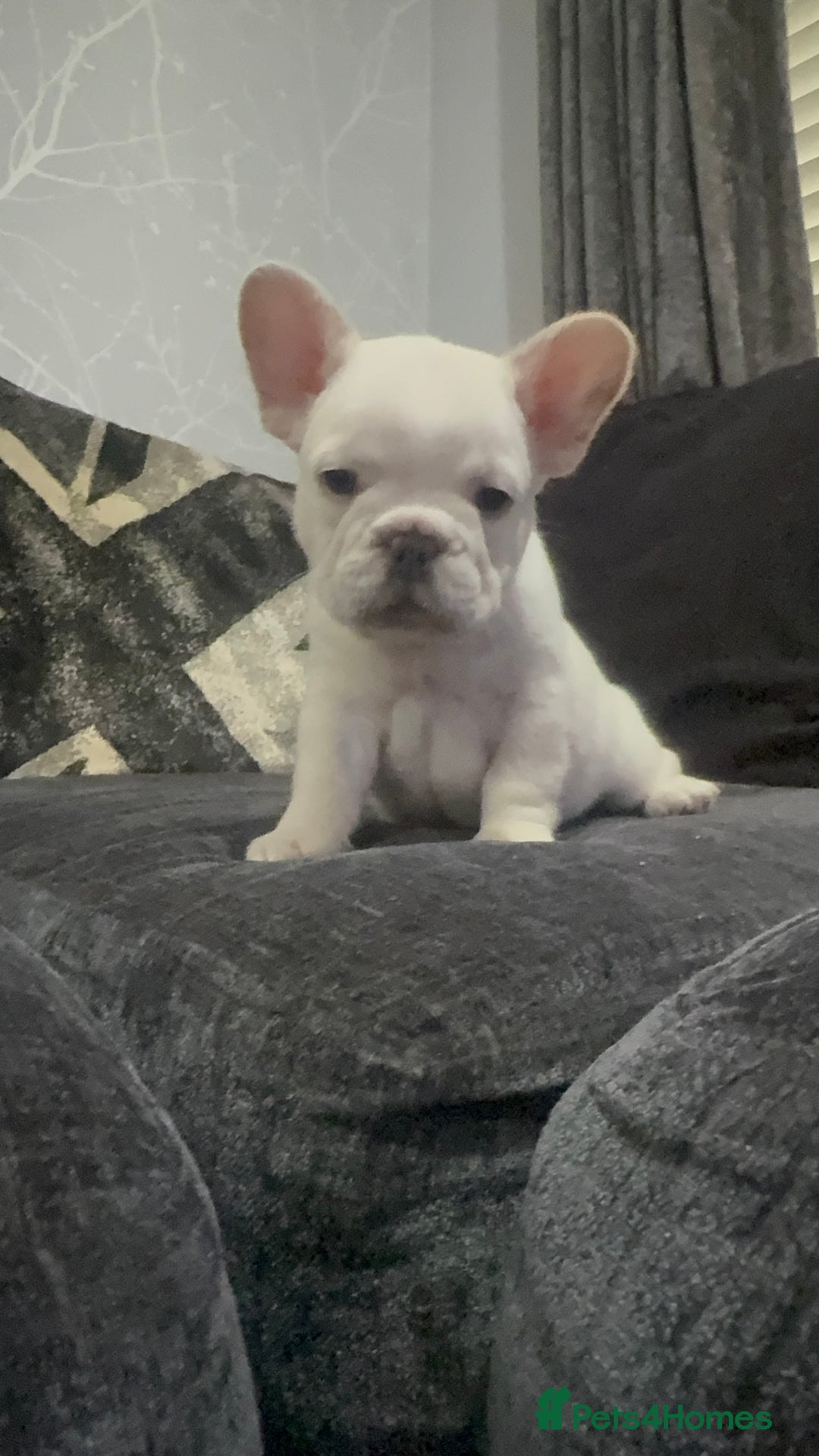 French Bulldog dogs for sale: High Quality French Bulldog Puppies  - Image 33