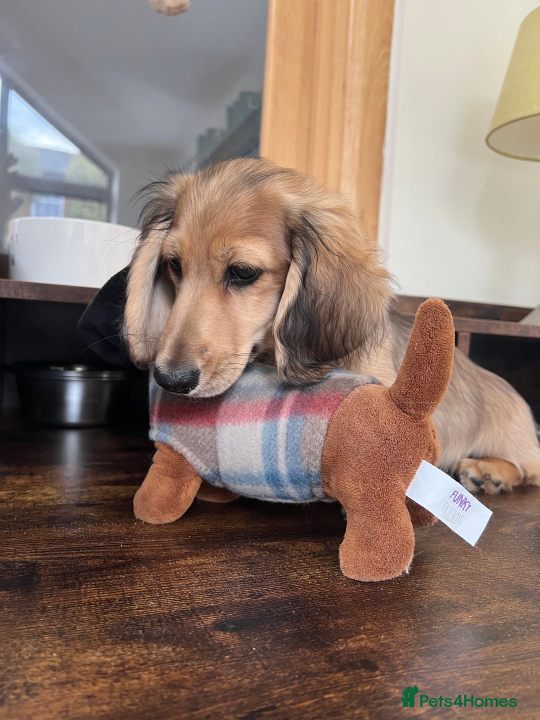 Miniature Dachshund dogs for sale: **KC REG Miniature long haired dachshund puppies** - Image 4