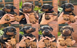 Dobermann dogs for stud: Doberman stud  - Image 6