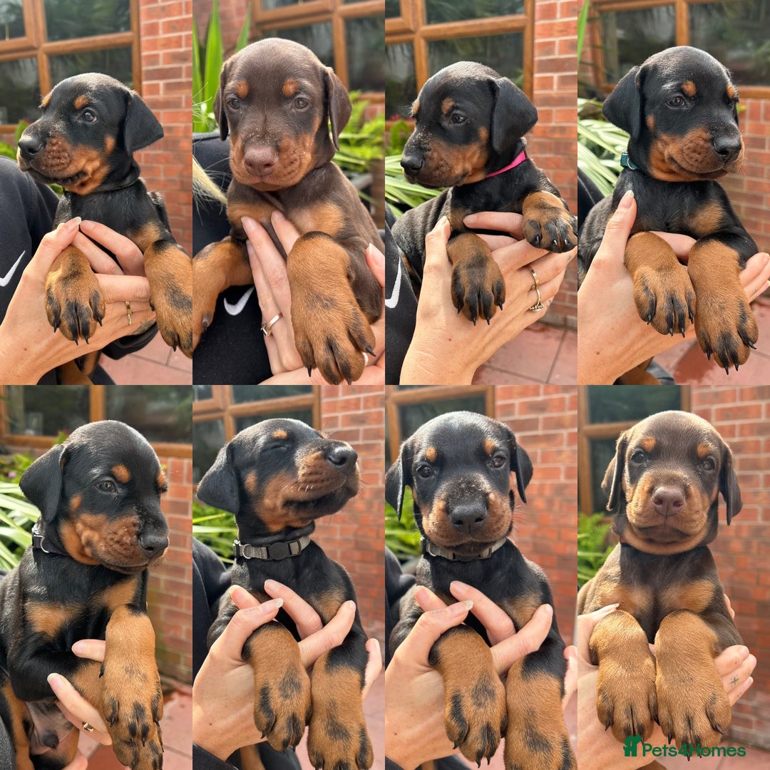 Dobermann dogs for stud: Doberman stud  - Image 6