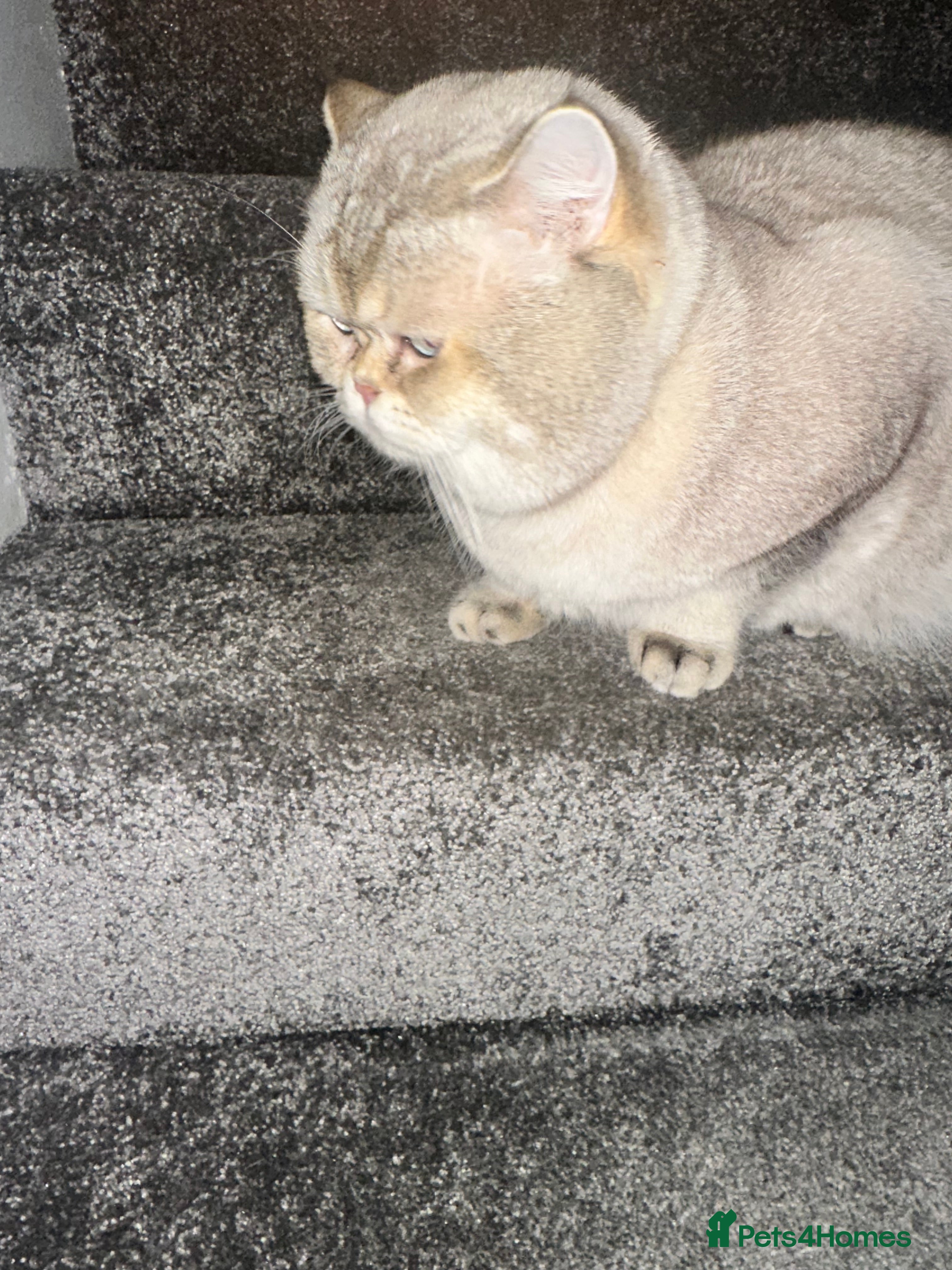 British Shorthair cats Teddy  - Advert 13