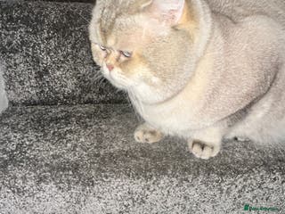 British Shorthair cats Teddy - Advert 13