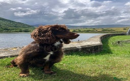 Cocker Spaniel dogs for sale: 3 boys left - Outstanding working cocker spaniels - Image 31