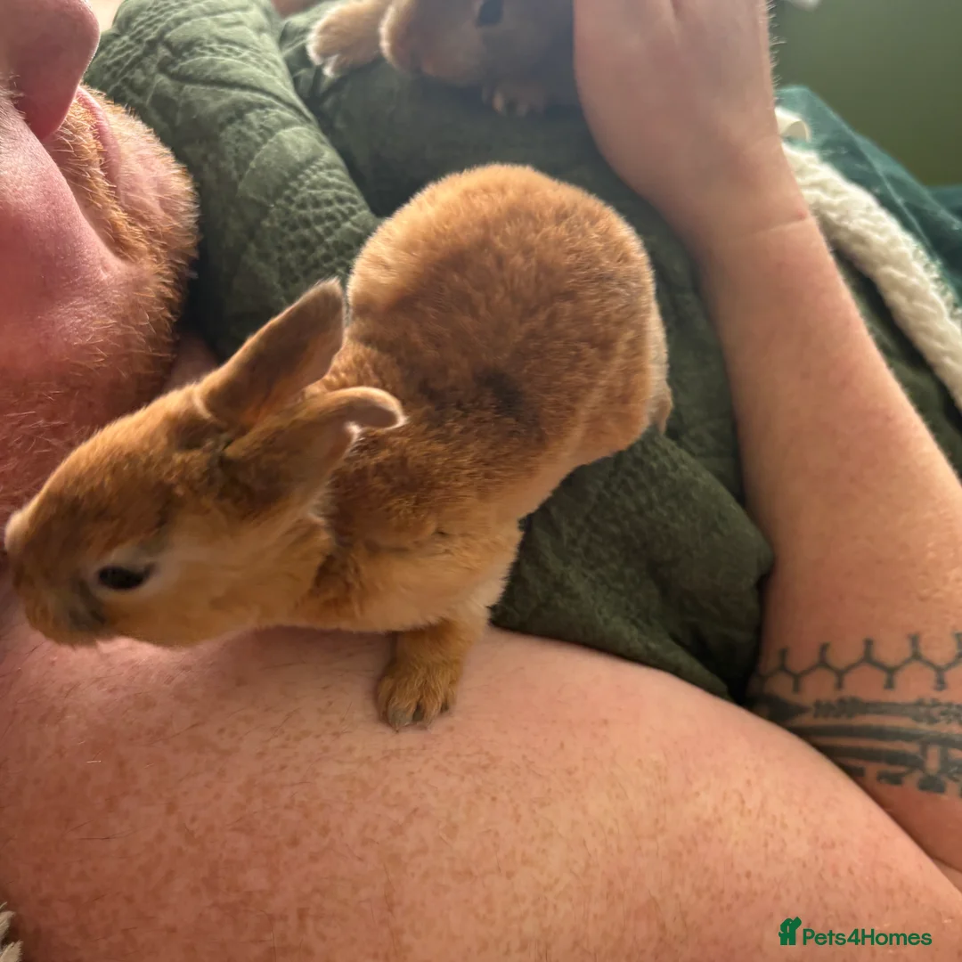 Mixed Breed rabbits for sale: Two beautiful baby bunnies - Advert 9