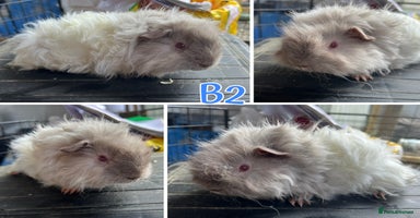 Guinea Pig rodents - Advert 8